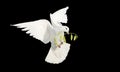 white dove in flight with a branch in its beak isolate on black