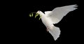 white dove in flight with a green branch in its beak isolate on black