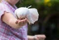 white dove with a fluffy large tail sits on the hand
