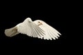 White dove fly with the wind isolated on black Royalty Free Stock Photo