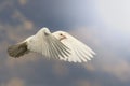 White dove fly with the wind with sunny hotspot Royalty Free Stock Photo