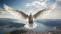 White dove fly wings peace symbol pigeon blue sky bird