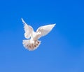 White dove flying