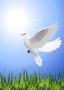 White dove flying above summer field