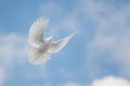 White dove flying