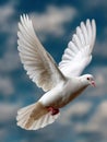 White dove flying against a blue sky with clouds. Royalty Free Stock Photo