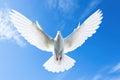 a white dove flying alone in bright blue skies Royalty Free Stock Photo