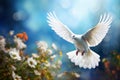 White dove flying around flowers on blue background, World peace concept Royalty Free Stock Photo