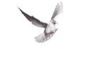 White dove flying on background for freedom concept in clipping path,international day of peace 2017