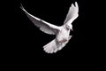 White dove flying on black background for freedom concept in clipping path, international day of peace 2017 Royalty Free Stock Photo