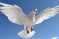 white dove flying in the blue sky generative ai Royalty Free Stock Photo