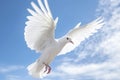 white dove flying in the blue sky generative ai Royalty Free Stock Photo
