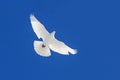 White dove flying through the blue sky Royalty Free Stock Photo