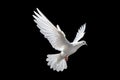 White dove flying floating on black background