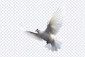 White dove flying floating on transparent background