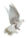 White dove flying high Royalty Free Stock Photo