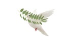 White dove flying with olive branch in its beak isolated on white background Royalty Free Stock Photo