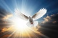 a white dove flying over the sun in a cloudy sky, in the religious style. Generative AI Royalty Free Stock Photo