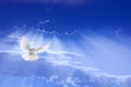 White dove flying in the sky Royalty Free Stock Photo