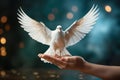 White dove flying to the sky, peace, pacifism and consciousness, purity and postive emotion, love and freedom, holy spirit, pigeon