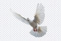 White dove flying floating on transparent background