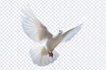 White dove flying floating on transparent background