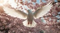 White dove flying under sunny sky with cherry blossom trees in the background, a serene scene Royalty Free Stock Photo