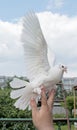 White dove flying up from the hand