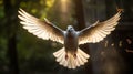 Innovative Wildlife Photography: Sunlit Dove In Flight With Nikon D850