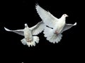 White dove in free flight Royalty Free Stock Photo