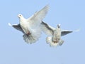 White dove in free flight Royalty Free Stock Photo