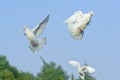 White dove in free flight Royalty Free Stock Photo