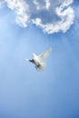 White dove in free flight Royalty Free Stock Photo