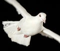 White dove in free flight with isolated black back Royalty Free Stock Photo