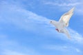 White dove in free flight under blue sky