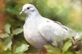 White dove. Generate Ai Royalty Free Stock Photo