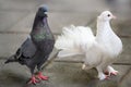 White dove and grey pigeon with some colorful green and violett feathers