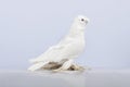 A white dove gulbadam