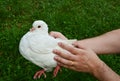 White dove on hand Royalty Free Stock Photo