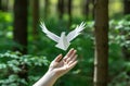 White dove in the hands of a girl in the forest. The concept of peace and freedom.