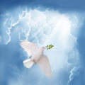 White dove holding green leaf branch flying in the sky Royalty Free Stock Photo