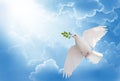 White dove holding green leaf branch flying in the sky