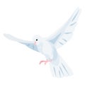 White dove icon, beautiful religious white symbol