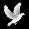 White dove isolated black vector