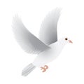 White dove isolated vector