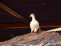 White dove. Little white pigeon. Pigeon on the thatched roof.