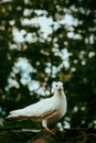 the white dove looks mighty