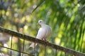 A white dove (merpati putih) perched on iron fence