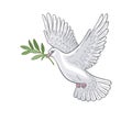 White Dove with olive branch