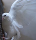 Blanco paloma paz 